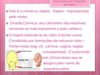 Mecanismo do Trabalho
de Parto
 Feto é o móvel ou objeto - Trajeto – impulsionado
pelo motor.
 Ovoide Córmico: seus diâmetros são redutíveis
tornando-se mais importante o polo cefálico.
 O trajeto estende-se do útero à fenda vulvar.
Constituído por formações de natureza vária –
Partes moles (seg. inf., cérvice, vagina, região
vulvoperineal) – É sustentado
por cintura óssea que se
designa pelo nome de
pequena pelve.
 