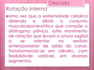 Rotação Interna
Uma vez que a extremidade cefalica
distenda e dilate o conjunto
musculoaponeurótico que compõe o
diafragma pélvico, sofre movimento
de rotação que levará a sutura sagital
a se orientar no sentido
anteroposterior de saída do canal.
Transformando-se em cilindro, com
flexibilidade variável, em diversos
segmentos.
Descida
 