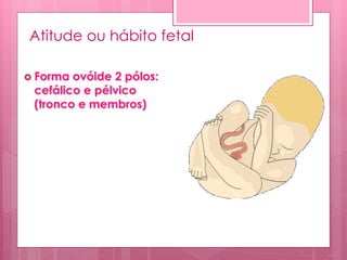 Atitude ou hábito fetal
 Forma ovóide 2 pólos:
cefálico e pélvico
(tronco e membros)
 