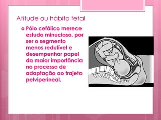 Atitude ou hábito fetal
 Pólo cefálico merece
estudo minucioso, por
ser o segmento
menos redutível e
desempenhar papel
da maior importância
no processo de
adaptação ao trajeto
pelviperineal.
 