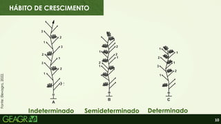 10
Determinado
Semideterminado
Indeterminado
Fonte:
Elevagro,
2022.
HÁBITO DE CRESCIMENTO
 