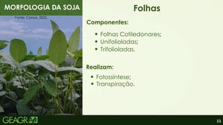 11
MORFOLOGIA DA SOJA Folhas
Folhas Cotiledonares;
Componentes:
Fonte: Canva, 2022.
Unifolioladas;
Trifolioladas.
Fotossíntese;
Realizam:
Transpiração.
 
