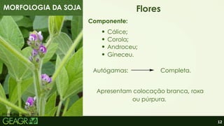 12
MORFOLOGIA DA SOJA Flores
Cálice;
Componente:
Apresentam colocação branca, roxa
ou púrpura.
Autógamas: Completa.
Fonte: Embrapa, 2016.
Corola;
Androceu;
Gineceu.
 