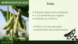 13
MORFOLOGIA DA SOJA
Fruto
Possuem pelos para proteção;
O PMG é um dos principais
componentes de produtividade.
Fonte: Moneytimes, 2026.
1 a 5 sementes por vagem;
Amarelo ou marrom.
 