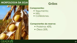 14
MORFOLOGIA DA SOJA
Tegumento;
Grãos
Componentes da reserva:
Componentes:
Fonte: Ubherb, 2021.
Hilo;
Cotilédones.
Proteínas 40%;
Óleos 20%.
 