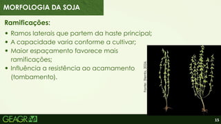15
Ramificações:
Ramos laterais que partem da haste principal;
A capacidade varia conforme a cultivar;
Maior espaçamento favorece mais
ramificações;
Influência a resistência ao acamamento
(tombamento).
Fonte:
3tento,
2026.
MORFOLOGIA DA SOJA
 