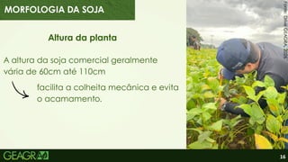 16
Altura da planta
facilita a colheita mecânica e evita
o acamamento.
A altura da soja comercial geralmente
vária de 60cm até 110cm
Fonte:
Drive
GEAGRA,
2026.
MORFOLOGIA DA SOJA
 