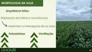 18
Arquitetura foliar:
Disposição das folhas e sua estrutura.
Maximizar a intercepção de luz solar.
Fotossíntese Ventilação
Fonte:
Drive
GEAGRA,
2026.
MORFOLOGIA DA SOJA
 