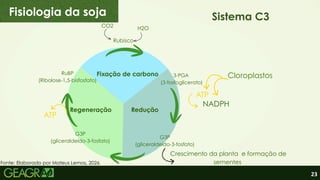 23
Fixação de carbono
Regeneração Redução
Rubisco
CO2 H2O
3-PGA
(3-fosfoglicerato)
G3P
(gliceraldeído-3-fosfato)
G3P
(gliceraldeído-3-fosfato)
RuBP
(Ribolose-1,5-bisfosfato)
Crescimento da planta e formação de
sementes
ATP
ATP
NADPH
Cloroplastos
Sistema C3
Fisiologia da soja
Fonte: Elaborado por Mateus Lemos, 2026.
 