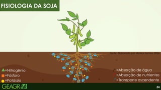 =Nitrogênio
=Fósforo
=Potássio
FISIOLOGIA DA SOJA
=Absorção de água
=Absorção de nutrientes
=Transporte ascendente
24
Fonte: Elaborado por Mateus Lemos, 2026.
 