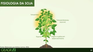 25
FISIOLOGIA DA SOJA
fotossíntese
Fotoassimiladores
(açúcar)
Floema Vagens e grãos em
desenvolvimento
Fonte: Elaborado por Mateus Lemos, 2026.
 