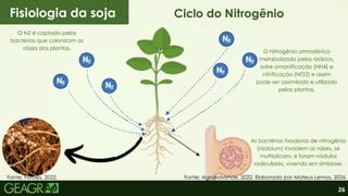 26
Fisiologia da soja Ciclo do Nitrogênio
O N2 é captado pelas
bactérias que colonizam as
raizes das plantas.
O Nitrogênio atmosférico
metabolizado pelos rizóbios,
sofre amonificação (NH4) e
nitrificação (NO2) e assim
pode ser assimilado e utilizado
pelas plantas.
As bactérias fixadoras de nitrogênio
(rizobium) invadem as raízes, se
multiplicam, e foram nódulos
radiculares, vivendo em simbiose.
Fonte: Forbes, 2022. Fonte: AgroAdvance, 2022. Elaborado por Mateus Lemos, 2026.
 