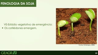 29
FENOLOGIA DA SOJA
VE-Estádio vegetativo de emergência:
Os cotilédones emergem.
Fonte: Embrapa, 2000.
 
