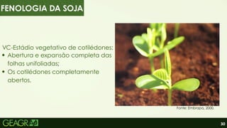30
VC-Estádio vegetativo de cotilédones:
Abertura e expansão completa das
folhas unifoliadas;
Os cotilédones completamente
abertos.
Fonte: Embrapa, 2000.
FENOLOGIA DA SOJA
 
