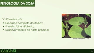 31
V1-Primeiros Nós:
Expansão completa das folhas;
Primeira folha trifoliada;
Desenvolvimento da haste principal.
Fonte: Embrapa, 2000.
FENOLOGIA DA SOJA
 