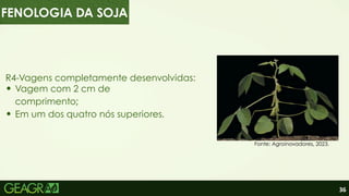 36
R4-Vagens completamente desenvolvidas:
Vagem com 2 cm de
comprimento;
Em um dos quatro nós superiores.
Fonte: Agroinovadores, 2023.
FENOLOGIA DA SOJA
 