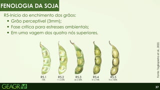 37
R5-Inicio do enchimento dos grãos:
Grão perceptível (3mm);
Fase crítica para estresses ambientais;
Em uma vagem dos quatro nós superiores.
R5.1 R5.2 R5.3 R5.4 R5.5
10% 11 a 25% 26 a 50% 51 a 75% 76 a 100%
Fonte:
Tagliapietra
et
al.,
2022.
FENOLOGIA DA SOJA
 