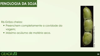 38
R6-Grãos cheios:
Preenchem completamente a cavidade da
vagem;
Máximo acúlumo de matéria seca.
FENOLOGIA DA SOJA
Fonte:
Agroinovadores,
2023.
 