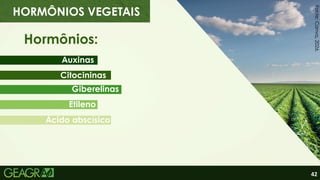 42
Hormônios:
Auxinas
Giberelinas
Citocininas
Etileno
Ácido abscísico
Fonte:
Canva,
2026.
HORMÔNIOS VEGETAIS
 