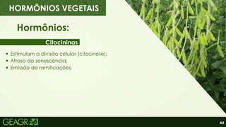 44
Citocininas
Hormônios:
Estimulam a divisão celular (citocinese);
Atraso da senescência;
Emissão de ramificações.
HORMÔNIOS VEGETAIS
Fonte:
PortalEnbrapa,
2022.
 