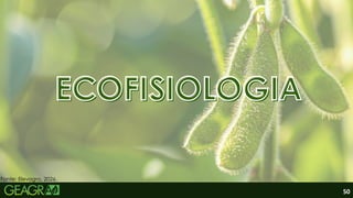 50
ECOFISIOLOGIA
ECOFISIOLOGIA
ECOFISIOLOGIA
ECOFISIOLOGIA
Fonte: Elevagro, 2026.
 