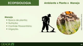 54
Manejo
Época de plantio;
Nutrição;
Controle fitossanitário;
Irrigação.
Ambiente x Planta x Manejo
Fonte:
Agroboasafra,
2024.
ECOFISIOLOGIA
 