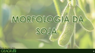 6
MORFOLOGIA DA
MORFOLOGIA DA
SOJA
SOJA
MORFOLOGIA DA
MORFOLOGIA DA
SOJA
SOJA
Fonte: Elevagro, 2026.
 
