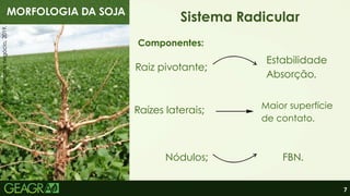 7
MORFOLOGIA DA SOJA
Sistema Radicular
Componentes:
Raiz pivotante;
Raízes laterais;
Nódulos;
Estabilidade
Absorção.
Maior superfície
de contato.
FBN.
Fonte:
Campo
e
negócio,
2019.
 