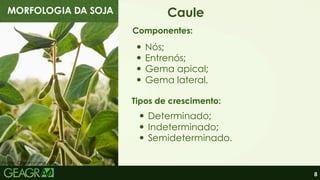 8
MORFOLOGIA DA SOJA Caule
Nós;
Componentes:
Tipos de crescimento:
Determinado;
Fonte: Dreamstime, 2026.
Entrenós;
Gema apical;
Gema lateral.
Indeterminado;
Semideterminado.
 