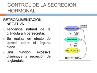 CONTROL DE LA SECRECIÓN
  HORMONAL
RETROALIMENTACIÓN
  NEGATIVA
 Tendencia    natural de la
  glándula a hipersecretar.
 Se realiza un efecto de

  control sobre el órgano
  diana.
 Una     función     excesiva
  disminuye la secreción de
  la glándula.
 