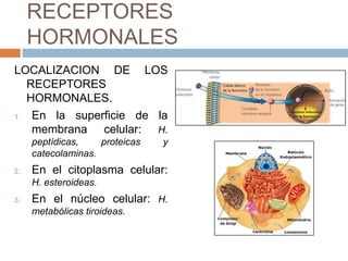 RECEPTORES
     HORMONALES
LOCALIZACION DE LOS
   RECEPTORES
   HORMONALES.
1.  En la superficie de la
    membrana celular: H.
     peptídicas,    proteicas   y
     catecolaminas.
2.   En el citoplasma celular:
     H. esteroideas.
3.   En el núcleo celular: H.
     metabólicas tiroideas.
 