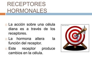 RECEPTORES
HORMONALES

   La acción sobre una célula
    diana es a través de los
    receptores.
   La hormona altera          la
    función del receptor.
   Este    receptor     produce
    cambios en la célula.
 