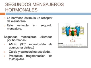 SEGUNDOS MENSAJEROS
HORMONALES
   La hormona estimula un receptor
    de membrana.
   Este estimula un segundo
    mensajero.

Segundos mensajeros utilizados
   por hormonas:
1.  AMPc (3’5’ monofosfato de
    adenosina cíclico.)
2.  Calcio y calmodulina asociada.
3.  Productos fragmentación de
    fosfolípidos.
 