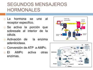 SEGUNDOS MENSAJEROS
    HORMONALES
   La hormona se une al
    receptor especifico.
   Se activa la porción que
    sobresale al interior de la
    célula.
   Activación de      la enzima
    adenilciclasa.
   Conversión de ATP a AMPc.
   El    AMPc     activa   otras
    enzimas.
 