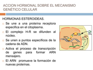 ACCION HORMONAL SOBRE EL MECANISMO
GENÉTICO CELULAR

HORMONAS ESTEROIDEAS.
 Se une a una proteína receptora

  especifica en el citoplasma.
 El complejo H-R se difunden al

  núcleo.
 Se unen a puntos específicos de la

  cadena de ADN.
 Activa el proceso de transcripción

  de genes para formar ARN
  mensajero.
 El ARN promueve la formación de

  nuevas proteínas.
 