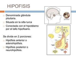 HIPOFISIS
   Denominada glándula
    pituitaria.
   Situada en la silla turca
   Conectada con el hipotálamo
    por el tallo hipofisario.

Se divide en 2 porciones:
 Hipófisis anterior o
  adenohipófisis.
 Hipófisis posterior o
  neurohipófisis.
 