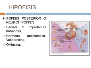 HIPOFISIS
HIPÓFISIS POSTERIOR O
  NEUROHIPÓFISIS
 Secreta    2 importantes
  hormonas.
 Hormona      antidiurética-
  Vasopresina.
 Oxitocina.
 