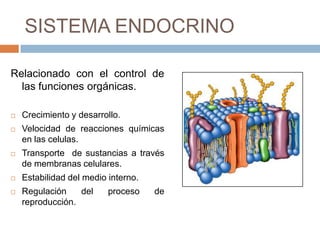 SISTEMA ENDOCRINO

Relacionado con el control de
  las funciones orgánicas.

   Crecimiento y desarrollo.
   Velocidad de reacciones químicas
    en las celulas.
   Transporte de sustancias a través
    de membranas celulares.
   Estabilidad del medio interno.
   Regulación    del     proceso    de
    reproducción.
 