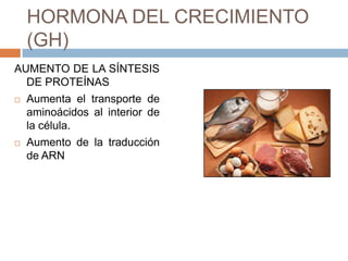 HORMONA DEL CRECIMIENTO
    (GH)
AUMENTO DE LA SÍNTESIS
  DE PROTEÍNAS
   Aumenta el transporte de
    aminoácidos al interior de
    la célula.
   Aumento de la traducción
    de ARN
 