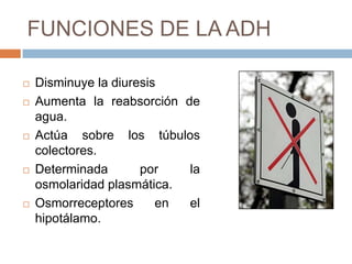 FUNCIONES DE LA ADH

   Disminuye la diuresis
   Aumenta la reabsorción de
    agua.
   Actúa sobre los túbulos
    colectores.
   Determinada       por   la
    osmolaridad plasmática.
   Osmorreceptores      en el
    hipotálamo.
 