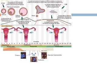 Fisiologia endocrina