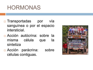 HORMONAS

   Transportadas      por   vía
    sanguínea o por el espacio
    intersticial.
   Acción autócrina: sobre la
    misma       célula  que   la
    sintetiza
   Acción parácrina:      sobre
    células contiguas.
 