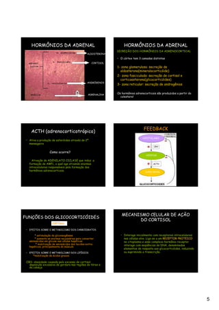 HORMÔNIOS DA ADRENAL                                             HORMÔNIOS DA ADRENAL
                                                                SECREÇÃO DOS HORMÔNIOS DA ADRENOCORTICAL
                                                 ALDOSTERONA
                                                                • O córtex tem 3 camadas distintas:
                                                     CORTISOL
                                                                1- zona glomerulosa: secreção de
                                                                  aldosterona(mineralocorticóide)
                                                                2- zona fasciculada: secreção de cortisol e
                                                                  corticoesterona(glicocorticóides)
                                                 ANDRÓGENOS
                                                                3- zona reticular: secreção de androgênios


                                                  ADRENALINA
                                                                Os hormônios adrenocorticais são produzidos a partir do
                                                                  colesterol




                                                                                   FEEDBACK
    ACTH (adrenocorticotrópico)
                                                                                  HIPOTÁLAMO
 • Ativa a produção de esteróides através de 2º
   mensageiro
                                                                                           CRH

                   Como ocorre?
                                                                                     HIPÓFISE

     Ativação da ADENILATO CICLASE que induz a
   formação de AMPc, o qual age ativando enzimas                                          ACTH
   intracelulares responsáveis pela formação dos
   hormônios adrenocorticais.                                                       SUPRA-RENAL




                                                                   MECANISMO CELULAR DE AÇÃO
FUNÇÕES DOS GLICOCORTICÓIDES
                                                                         DO CORTISOL
                     CORTISOL

 • EFEITOS SOBRE O METABOLISMO DOS CARBOIDRATOS

       * estimulação da gliconeogênese                            • Interage inicialmente com receptores intracelulares
       * aumenta as enzimas necessárias para converter              nas células-alvo. Liga-se a um RECEPTOR PROTEICO
   aminoácidos em glicose nas células hepáticas                     no citoplasma e esse complexo hormônio-receptor
        * mobilização de aminoácidos dos tecidos extra-             interage com seqüências de DNA, denominadas
   hepáticos, principalmente do músculo
                                                                    elementos de resposta aos glicocorticóides, induzindo
 • EFEITOS SOBRE O METABOLISMO DOS LIPÍDIOS                         ou suprimindo a transcrição.
      *mobilização de ácidos graxos

 OBS: obesidade causada pelo excesso de cortisol:
   deposição excessiva de gordura nas regiões do tórax e
   da cabeça




                                                                                                                            5
 