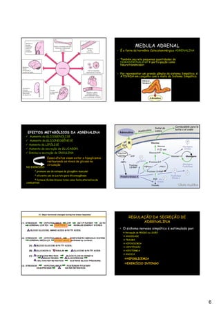 MEDULA ADRENAL
                                                                 - É a fonte do hormônio Catecolaminérgico ADRENALINA


                                                                 - Também secreta pequenas quantidades de
                                                                   NORADERENALINA participação como
                                                                   Neurotransmissor.


                                                                 - Por representar um grande gânglio do sistema Simpático, é
                                                                   ATIVADA em conjunto com o resto do Sistema Simpático.




 EFEITOS METABÓLICOS DA ADRENALINA
  Aumento da GLICOGENÓLISE
  Aumento da GLICONEOGÊNESE
  Aumento da LIPÓLISE
  Aumento da secreção de GLUCAGON
  Diminui a secreção de INSULINA
                  Esses efeitos visam evitar a hipoglicemia
                  restaurando os níveis de glicose na
                  circulação
NO EXERCÍCIO:
       * promove uso do estoque de glicogênio muscular
       * eficiente uso do Lactato para Gliconeogênese
      * fornece Ácidos Graxos livres como fonte alternativa de
combustível.




                                                                         REGULAÇÃO DA SECREÇÃO DE
                                                                               ADRENALINA
                                                                  • O sistema nervoso simpático é estimulado por:
                                                                       Percepção de PERIGO ou LESÃO
                                                                       ANSIEDADE
                                                                       TRAUMA
                                                                       HIPOVOLEMIA
                                                                       HIPOTENSÃO
                                                                       HIPOTERMIA
                                                                       ANOXIA

                                                                        HIPOGLICEMIA
                                                                        EXERCÍCIO INTENSO




                                                                                                                               6
 
