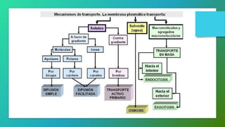 Fisiologia en podologia.pptx
