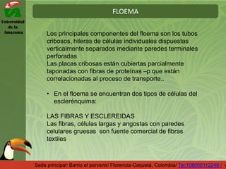 Universidad
de la
Amazonía
FLOEMA
Sede principal: Barrio el porvenir/ Florencia-Caquetá, Colombia/ Tel:108000112248 / w
Los principales componentes del floema son los tubos
cribosos, hileras de células individuales dispuestas
verticalmente separados mediante paredes terminales
perforadas
Las placas cribosas están cubiertas parcialmente
taponadas con fibras de proteínas –p que están
correlacionadas al proceso de transporte..
• En el floema se encuentran dos tipos de células del
esclerénquima:
LAS FIBRAS Y ESCLEREIDAS
Las fibras, células largas y angostas con paredes
celulares gruesas son fuente comercial de fibras
textiles
 