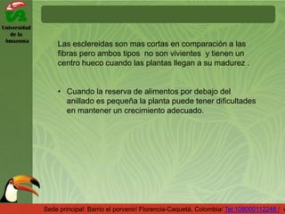 Universidad
de la
Amazonía
Sede principal: Barrio el porvenir/ Florencia-Caquetá, Colombia/ Tel:108000112248 / w
Las esclereidas son mas cortas en comparación a las
fibras pero ambos tipos no son vivientes y tienen un
centro hueco cuando las plantas llegan a su madurez .
• Cuando la reserva de alimentos por debajo del
anillado es pequeña la planta puede tener dificultades
en mantener un crecimiento adecuado.
 