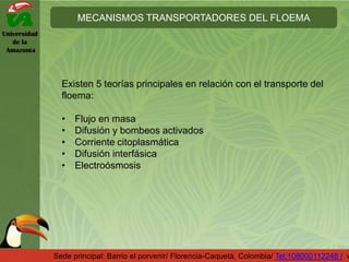 Universidad
de la
Amazonía
MECANISMOS TRANSPORTADORES DEL FLOEMA
Sede principal: Barrio el porvenir/ Florencia-Caquetá, Colombia/ Tel:108000112248 / w
Existen 5 teorías principales en relación con el transporte del
floema:
• Flujo en masa
• Difusión y bombeos activados
• Corriente citoplasmática
• Difusión interfásica
• Electroósmosis
 