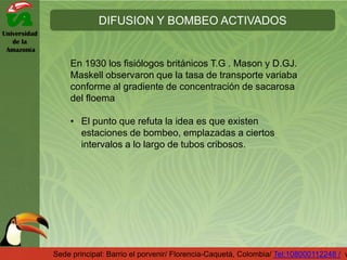 Universidad
de la
Amazonía
DIFUSION Y BOMBEO ACTIVADOS
Sede principal: Barrio el porvenir/ Florencia-Caquetá, Colombia/ Tel:108000112248 / w
En 1930 los fisiólogos británicos T.G . Mason y D.GJ.
Maskell observaron que la tasa de transporte variaba
conforme al gradiente de concentración de sacarosa
del floema
• El punto que refuta la idea es que existen
estaciones de bombeo, emplazadas a ciertos
intervalos a lo largo de tubos cribosos.
 