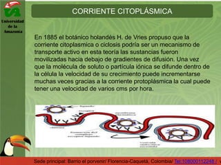 Universidad
de la
Amazonía
CORRIENTE CITOPLÁSMICA
Sede principal: Barrio el porvenir/ Florencia-Caquetá, Colombia/ Tel:108000112248 / w
En 1885 el botánico holandés H. de Vries propuso que la
corriente citoplasmica o ciclosis podría ser un mecanismo de
transporte activo en esta teoría las sustancias fueron
movilizadas hacia debajo de gradientes de difusión. Una vez
que la molécula de soluto o partícula iónica se difunde dentro de
la célula la velocidad de su crecimiento puede incrementarse
muchas veces gracias a la corriente protoplásmica la cual puede
tener una velocidad de varios cms por hora.
 